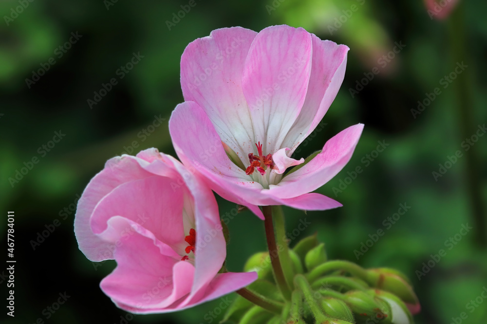 Macro of geranium flowers blooming in spring Macro of geranium flowers blooming in spring