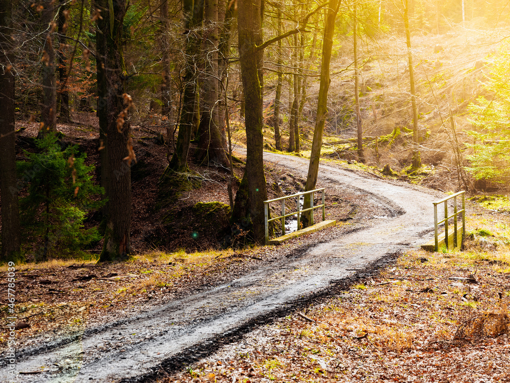 Obraz premium trees in forests or parks, plants