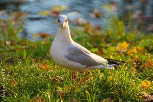 white seagull on green grass