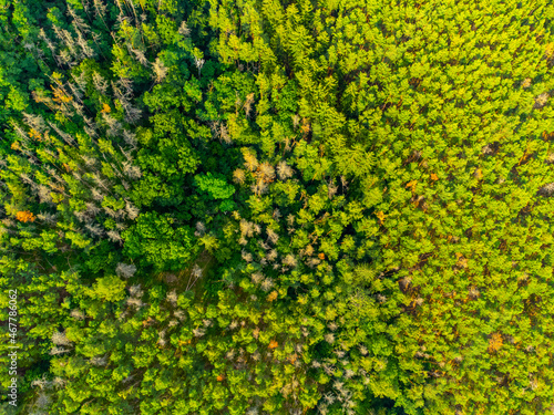 Forest of coniferous trees from above