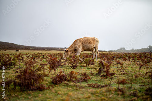 Thin brown cattle with white horns grazes