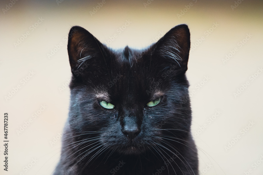 Black cat with big green yellow eyes Black cat with big green yellow eyes