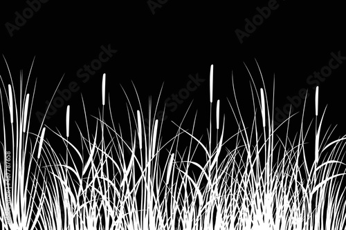 Black silhouette of reeds, sedge,  cane, bulrush, or grass on a white background.Vector illustration.