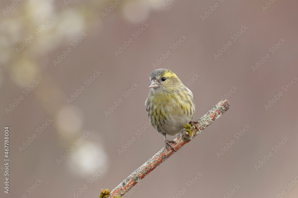 Obraz premium European Siskin Spinus spinus perching on a branch