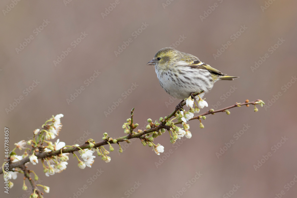 Obraz premium European Siskin Spinus spinus perching on a branch