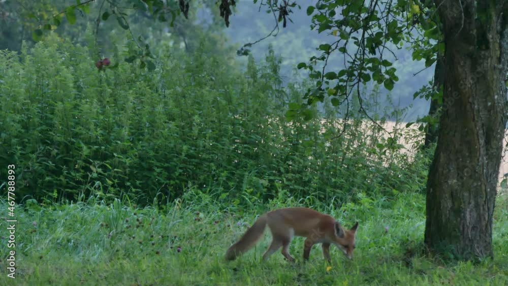 Jungfuchs frisst Pflaumen auf Streuobstwiese Jungfuchs frisst Pflaumen auf Streuobstwiese
