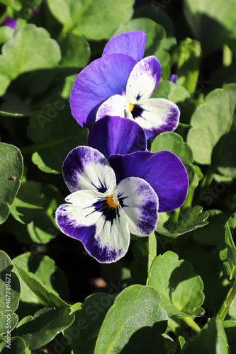 Closeup of purple and white pansies fgrowing in spring