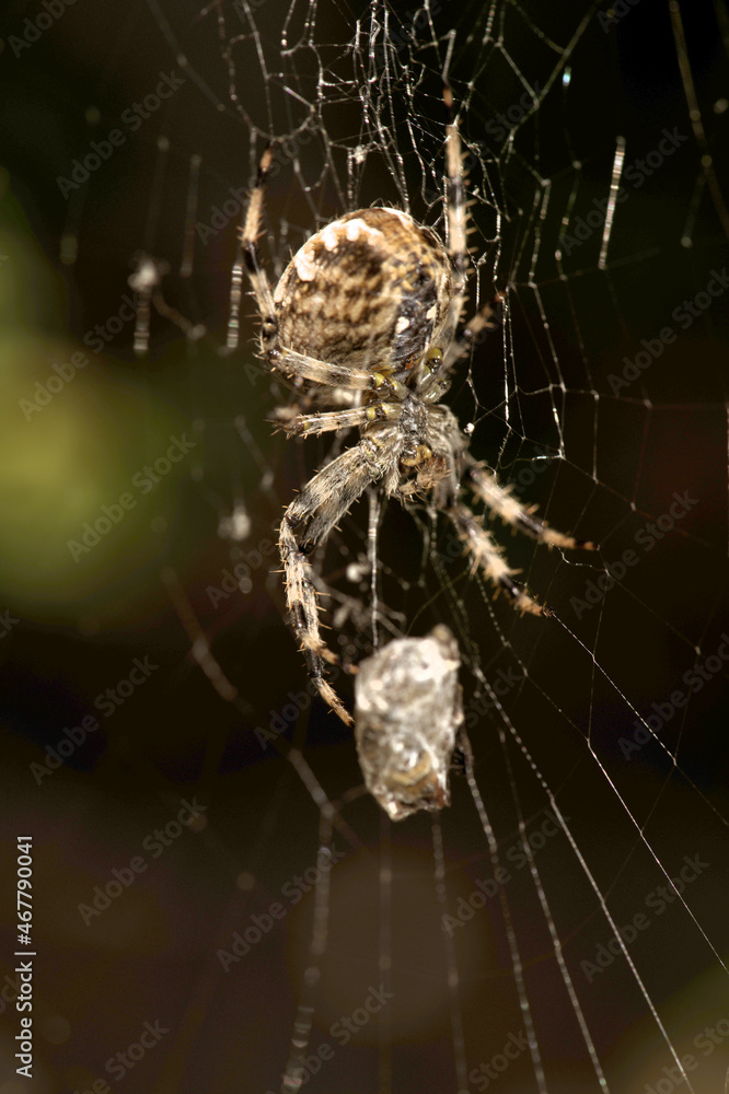 Garden or cross spider (Araneus diadematus) with prey Garden or cross spider (Araneus diadematus) with prey