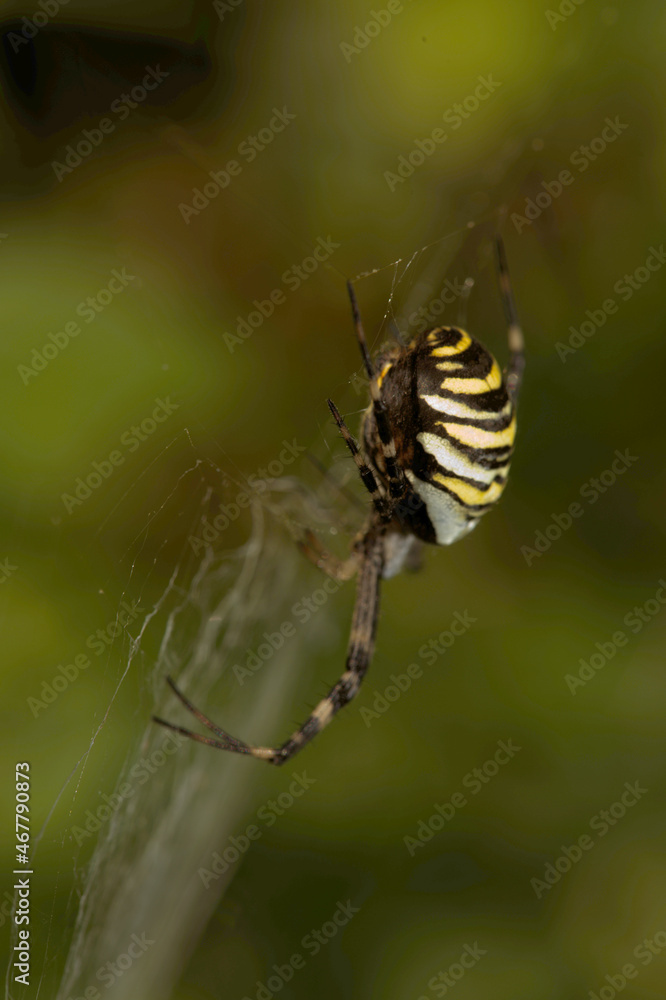 Wasp spider (Argiope bruennechi) suspended in web Wasp spider (Argiope bruennechi) suspended in web