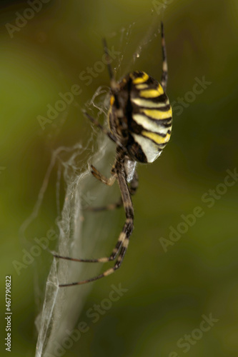 Wasp spider (Argiope bruennechi) suspended in web © elliottcb