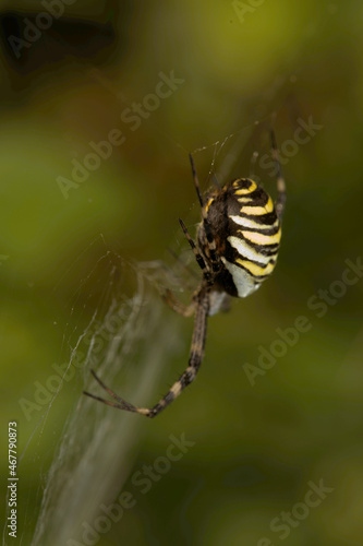 Wasp spider (Argiope bruennechi) suspended in web