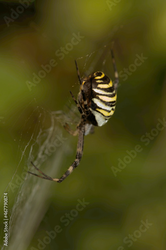 Wasp spider (Argiope bruennechi) suspended in web