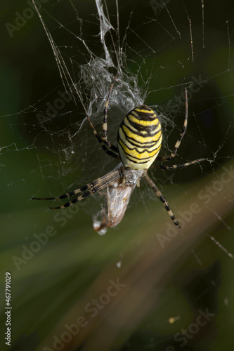 Wasp spider (Argiope bruennechi) with prey, suspended in web