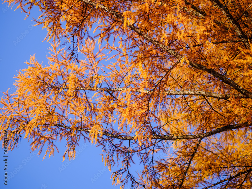 Fototapeta premium カラ松の紅葉