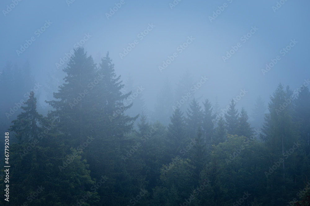 Austria, morning fog in forest, beautiful nature of Tirol, Austria, Alps. Clouds in mountains