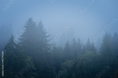Austria, morning fog in forest, beautiful nature of Tirol, Austria, Alps. Clouds in mountains