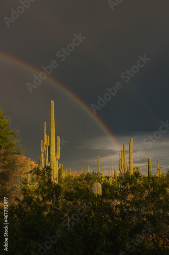 Saguaro cacti in summer with bright rainbow during a storm with sunlight 