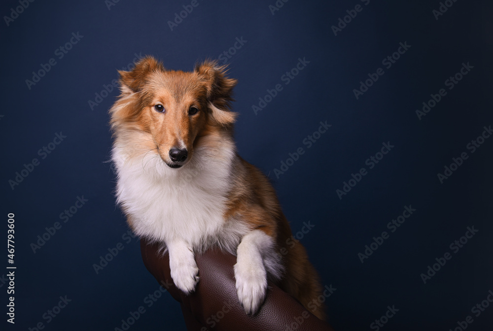 portrait of a sheltie puppy in the studio