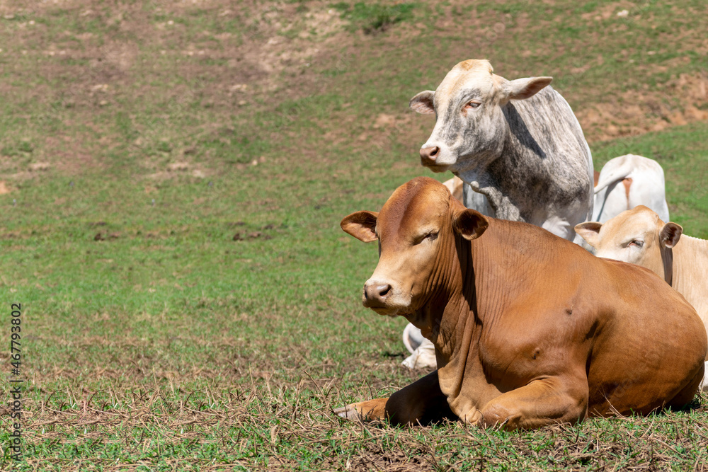 Cows in a field, grazing. Selective focus. Cows in a field, grazing. Selective focus.