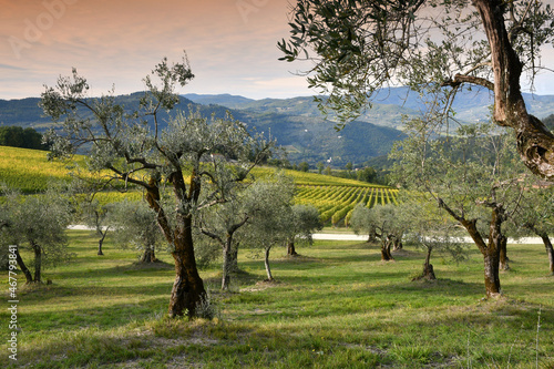 beautiful olive trees with rows of yellow vines in the background in the Tuscan countryside. Italy.