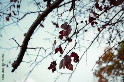 Leaves on the tree