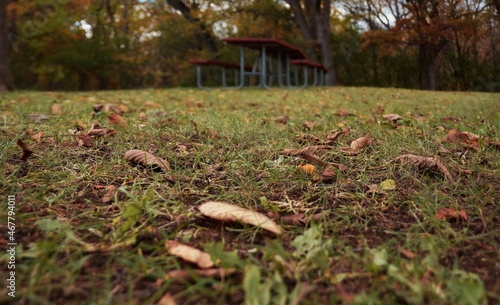autumn leaves 