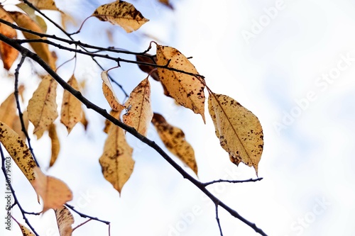 autumn leaves in the sky