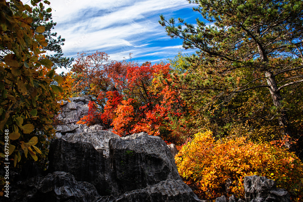 fall foliage in harst landscape, Trieste fall foliage in harst landscape, Trieste