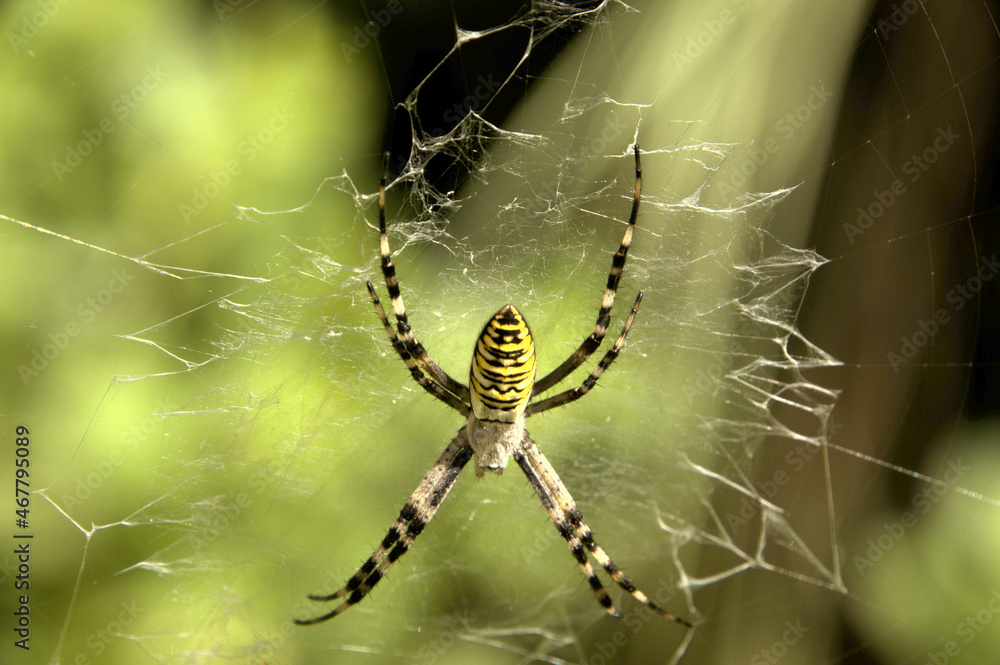 Wasp spider (Argiope bruennechi) suspended in web Wasp spider (Argiope bruennechi) suspended in web
