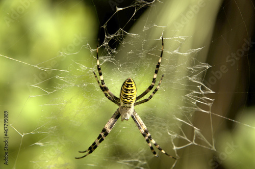 Wasp spider (Argiope bruennechi) suspended in web