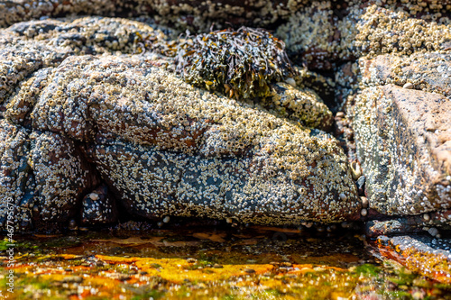 Exposed barnacles on a rock at low tide near pools of salt water photo