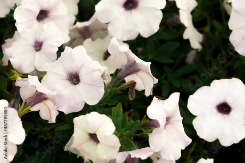 flowers in the garden