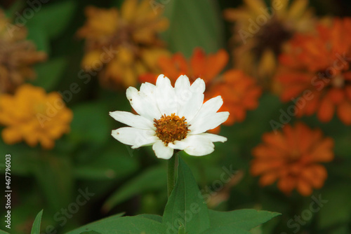 white and yellow flower