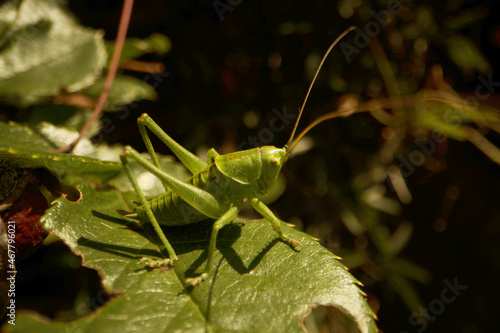 Obraz na plátně Green bush cricket in herbaceous border
