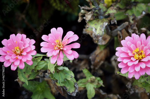 pink flower