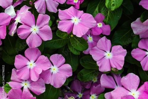 pink flowers in the garden