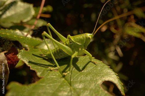 Obraz na plátně Green bush cricket in herbaceous border