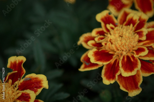 red flower of a flower