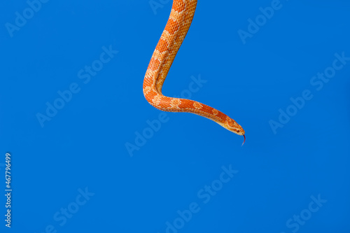 Corn snake on color background