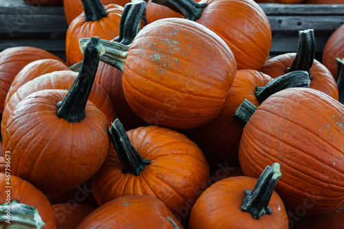 pile of pumpkins