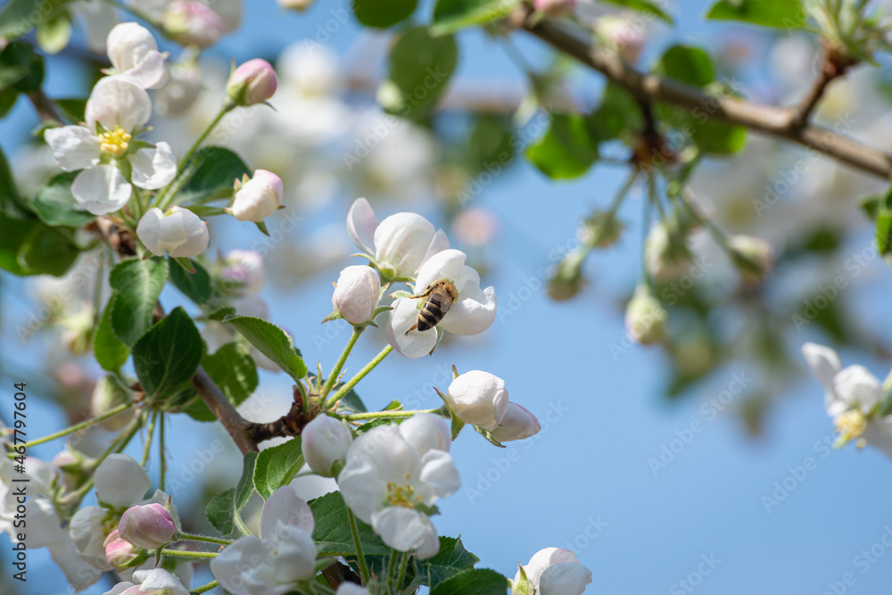 Blooming apple tree and bee against the background of the sky and green leaves. Blooming apple tree and bee against the background of the sky and green leaves.
