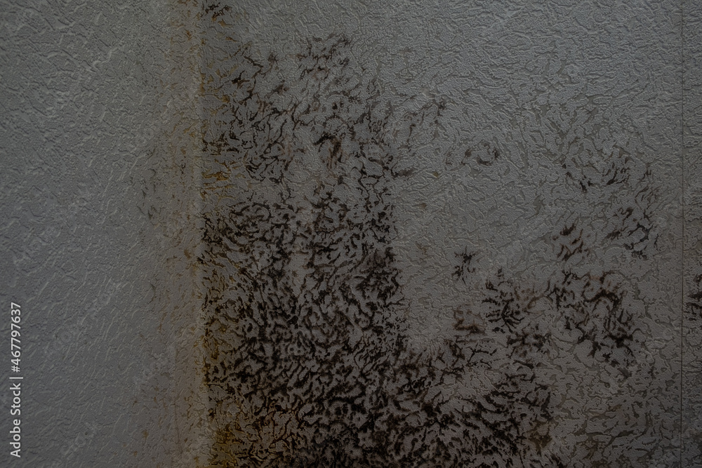 Large spots of black mold on the wall in the apartment. Stock Photo