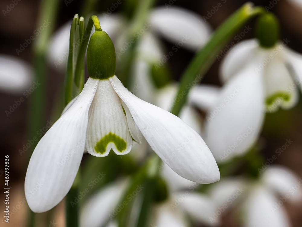 Close up of Galanthus Magnet flower in winter Close up of Galanthus Magnet flower in winter