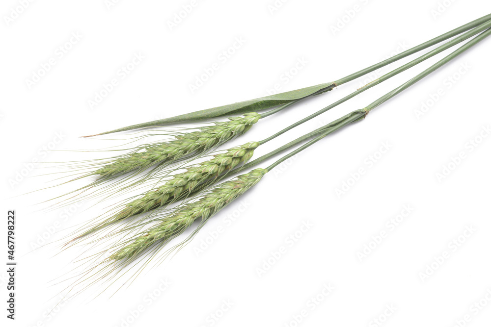 Green wheat spikelets on white background Green wheat spikelets on white background