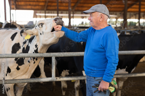 Smiling elderly livestock farm owner standing near stall outdoors, playing with cow