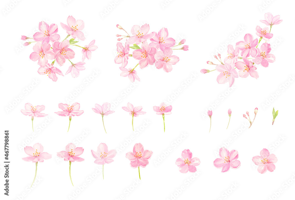 透明水彩で描いた桜のベクターイラストセット