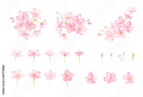 透明水彩で描いた桜のベクターイラストセット