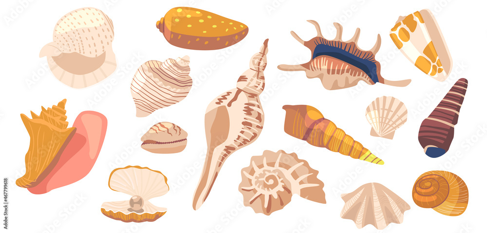 Set of Seashell and Coral Sea Beach Marine Snail, Clam and Conch, Mollusk, Shellfish, Scallop and Cockleshell, Nautilus