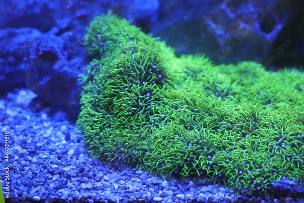 Obraz premium Corais de Água Salgada