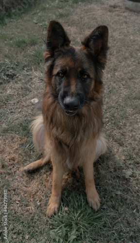 Animales y naturaleza